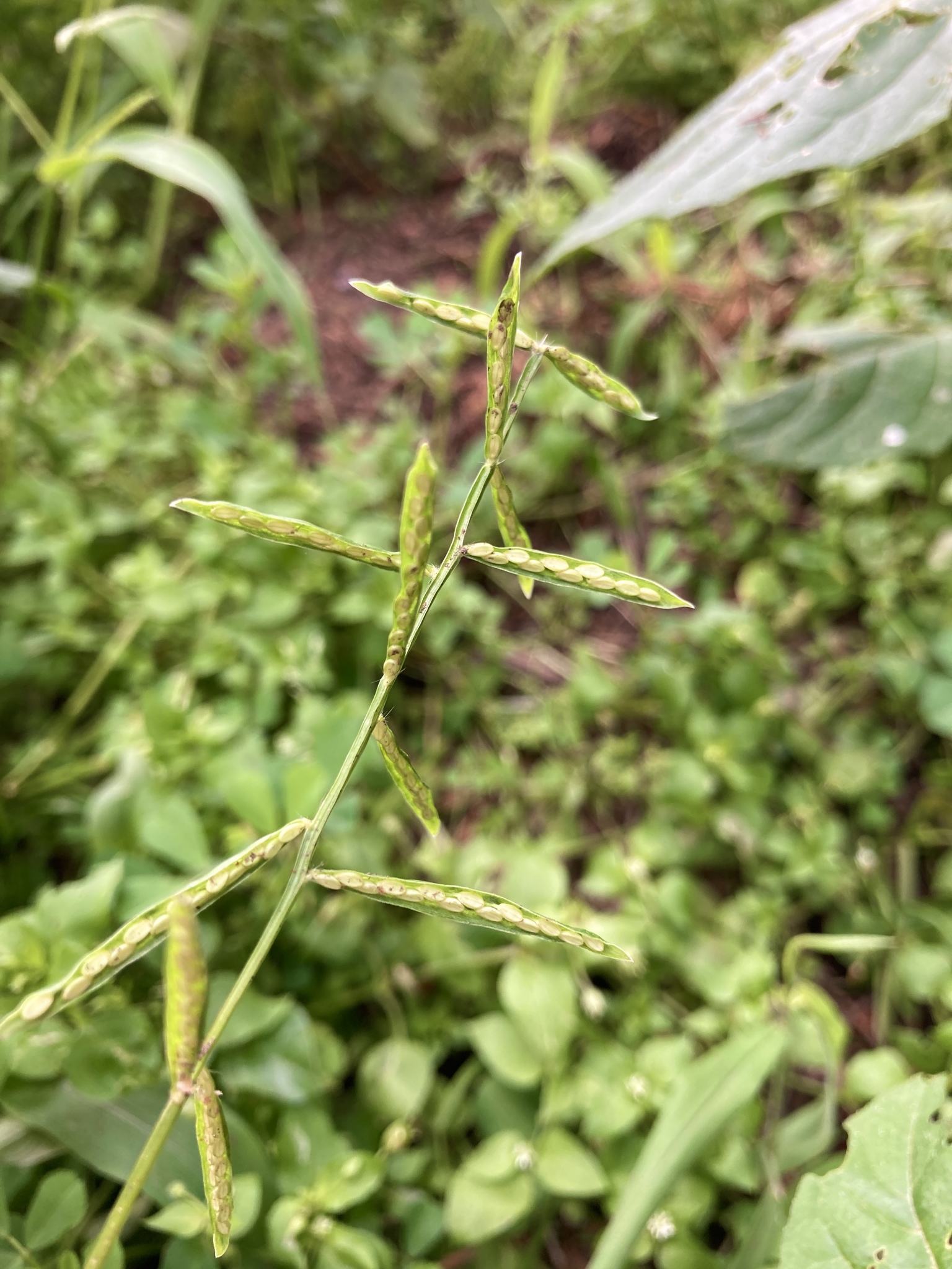 Paspalum prostratum
