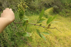 Viburnum
