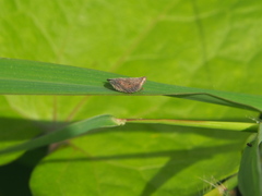 Lophops carinata