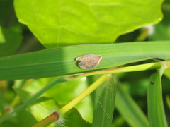 Lophops carinata
