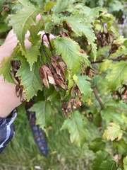 Acer ginnala