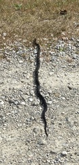 Nerodia sipedon