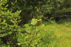 Rubus ellipticus