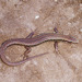 Speckled Skink - Photo (c) Mike Lusk, some rights reserved (CC BY-NC), uploaded by Mike Lusk