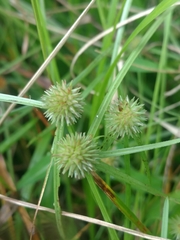 Cyperus brevifolioides