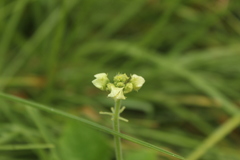 Cucurbitaceae
