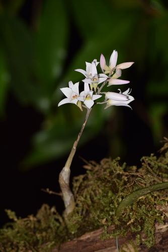 Image of Dendrobium barbatulum by (c) Ansil B.R., some rights reserved (CC BY)