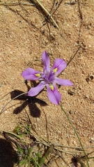 Moraea macrocarpa