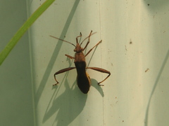 Riptortus linearis