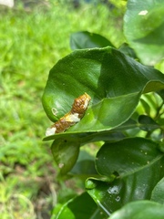 Heraclides homothoas