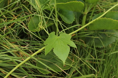 Cucurbitaceae