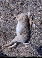 Lepus saxatilis