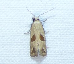 Eugnosta bimaculana