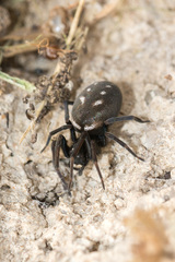 Nurscia albomaculata