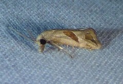 Eugnosta bimaculana