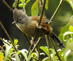 Streak-Throated Barwing photo 2