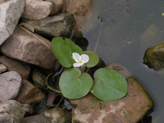 Hydrocharis dubia