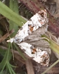 Cochylis