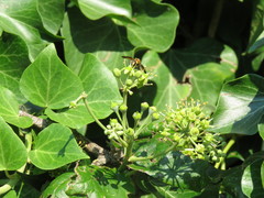 Galactomyia