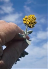 Helichrysum dasyanthum