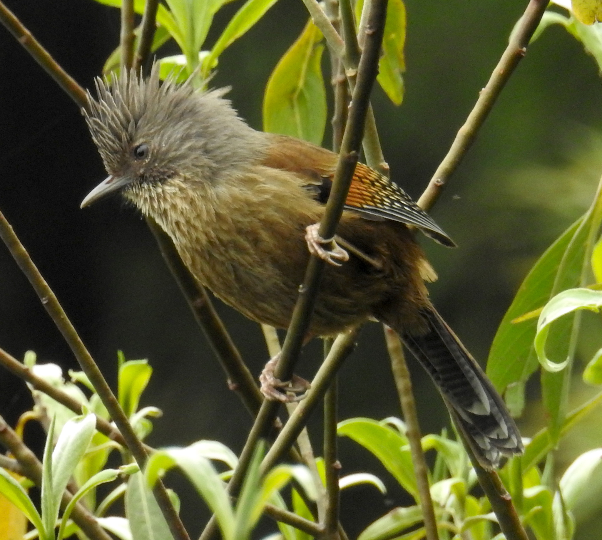 Streak-throated Barwing (Actinodura waldeni), photo 10