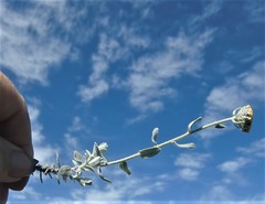 Helichrysum dasyanthum