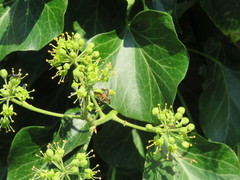 Galactomyia
