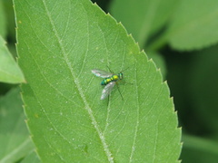 Chrysosoma globiferum