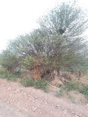 Vachellia aroma