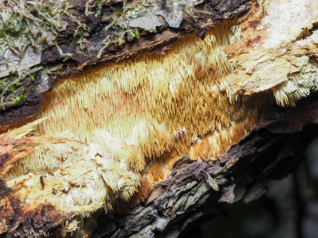 orchard toothcrust