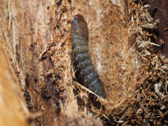 Rhagiini