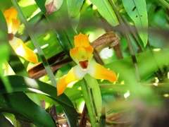Maxillaria mombachoensis