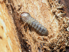 Rhagiini