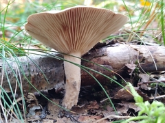 Lactarius trivialis