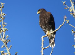 Parabuteo unicinctus