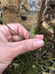 Tribolium hispidum