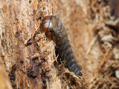 Rhagiini