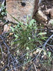 Tribolium hispidum