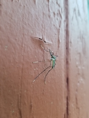 Toxorhynchites rutilus septentrionalis