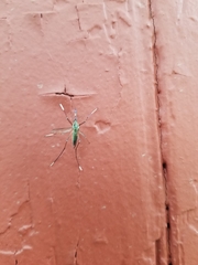 Toxorhynchites rutilus septentrionalis