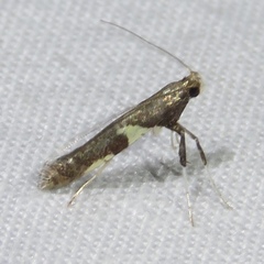 Caloptilia umbratella