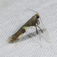Caloptilia umbratella