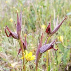 Serapias strictiflora