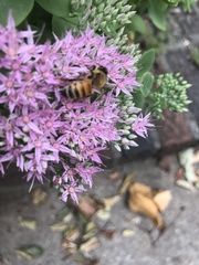 Apis mellifera