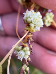 Cuscuta pentagona