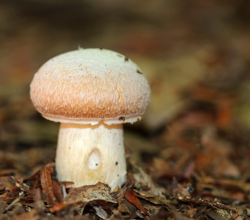 Wrinkled Cortinarius (Cortinarius caperatus)