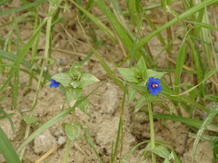 Lysimachia arvensis caerulea