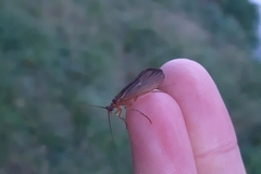 Trichoptera
