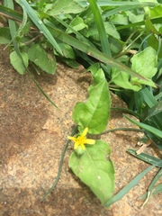 Angiospermae