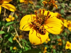 Ochraethes pollinosus